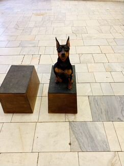 Дрессировка, хендлинг, зал для занятий, клуб собак