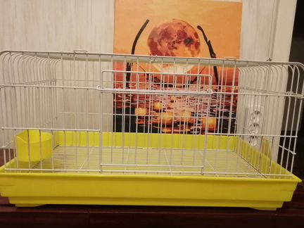 Клетка для морской свинки