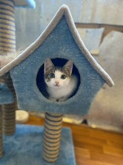 Котенок