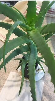 Алоэ (столетник)