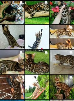 Бенгальские котята