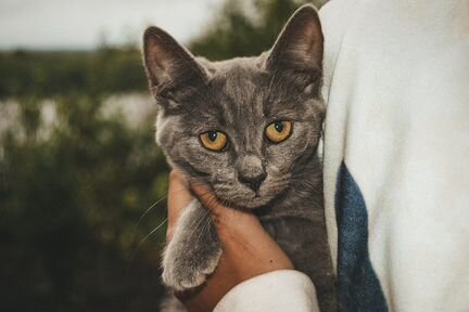 Британская Кошка