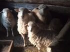 Овцы и Козы объявление продам