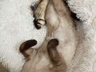 Сиамский кот на вязку