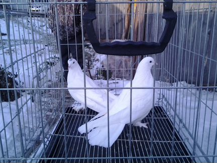 Бойные голуби