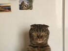 Шотландский кот объявление продам