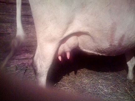 Айширская белая корова - фотография № 3