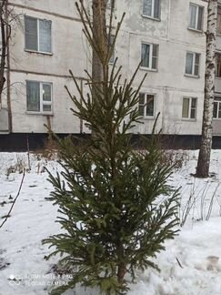 Ель живая