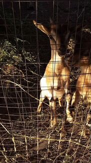 Продается дойная камерунская коза и козлик на плем - фотография № 5