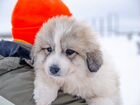 Пиренейская горная собака объявление продам