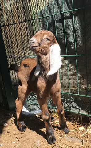 Нубийский козлик с приливом крови камори