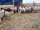 Инвестиции в овцеводческую ферму объявление продам