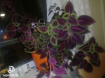 Колеус (Крапивка комнатная)