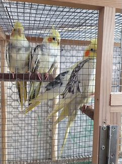 Попугаи корелла и другие