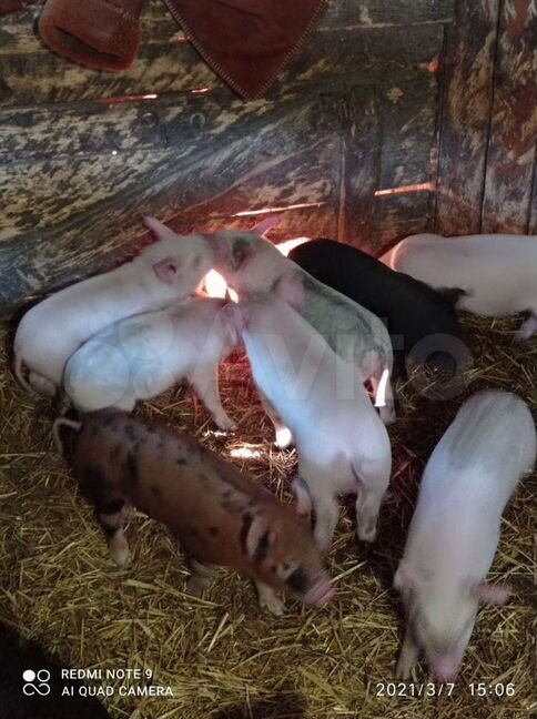 Пугачев с кошками. Бычок здоровый. Собака пугачевой порода. Корова. Продажа в пугачёве животные.