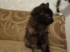 Кошка с лицом домового Кузи объявление продам