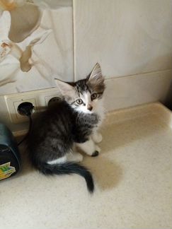 Полосатенький очаровашка