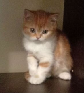 Умные котята