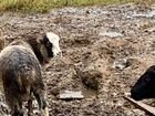Овцы бараны романовские объявление продам