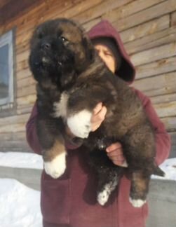 Шикарные Кавказята