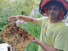 Пчеловодство. Консультации. Организация пасеки