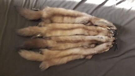 Шкуры куниц