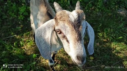 Нубийские козы козлы козлята - фотография № 1