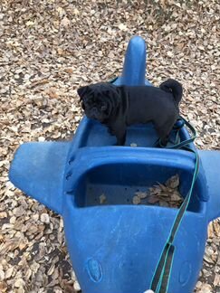 Мопс на вязку