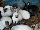 Кролики Серебро, Калифорния объявление продам