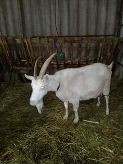 Молочная коза - фотография № 2