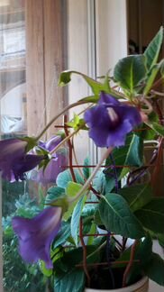 Тидея красивоцветущее растение